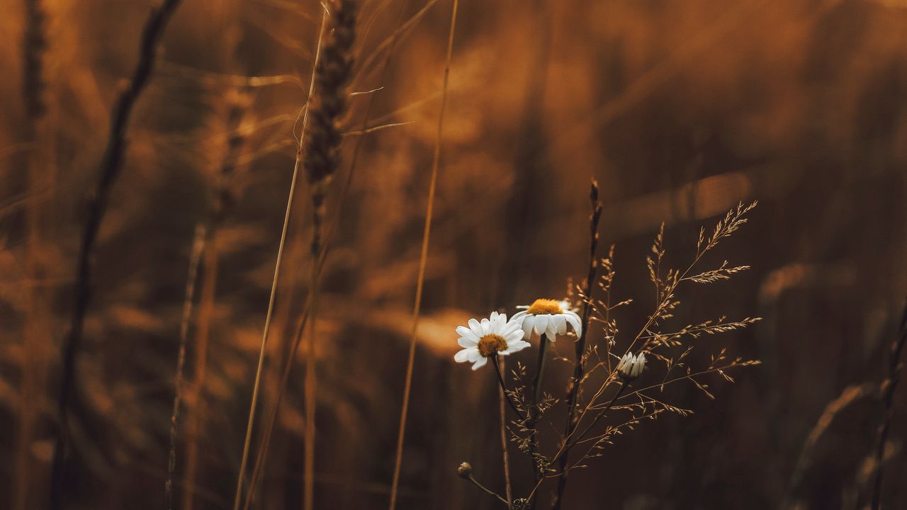 Wallpaper grass, flowers, spikelets, plants, field