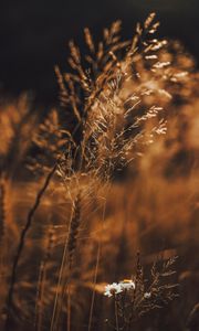 Preview wallpaper grass, flowers, spikelets, plants, field