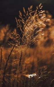 Preview wallpaper grass, flowers, spikelets, plants, field