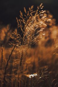 Preview wallpaper grass, flowers, spikelets, plants, field