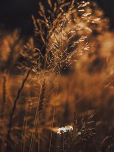 Preview wallpaper grass, flowers, spikelets, plants, field