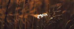 Preview wallpaper grass, flowers, spikelets, plants, field