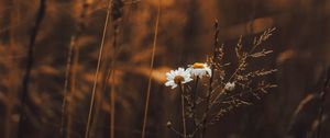 Preview wallpaper grass, flowers, spikelets, plants, field