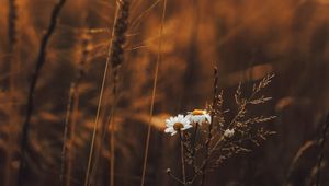 Preview wallpaper grass, flowers, spikelets, plants, field