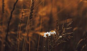 Preview wallpaper grass, flowers, spikelets, plants, field