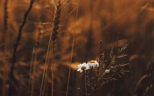 Preview wallpaper grass, flowers, spikelets, plants, field