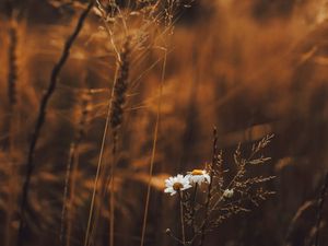 Preview wallpaper grass, flowers, spikelets, plants, field