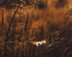 Preview wallpaper grass, flowers, spikelets, plants, field