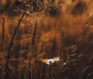 Preview wallpaper grass, flowers, spikelets, plants, field