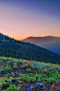 Preview wallpaper grass, flowers, stones, mountains, slopes, hills, wood, light, orange