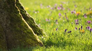 Preview wallpaper grass, flowers, trees, roots, stem, bark