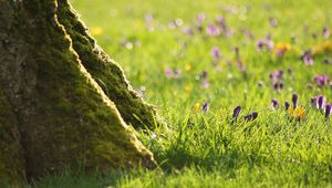 Preview wallpaper grass, flowers, trees, roots, stem, bark