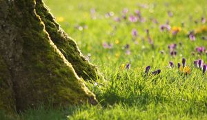 Preview wallpaper grass, flowers, trees, roots, stem, bark