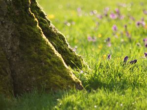 Preview wallpaper grass, flowers, trees, roots, stem, bark