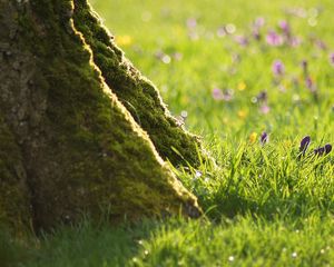 Preview wallpaper grass, flowers, trees, roots, stem, bark