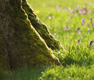 Preview wallpaper grass, flowers, trees, roots, stem, bark