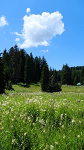 Preview wallpaper grass, flowers, trees, landscape