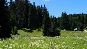 Preview wallpaper grass, flowers, trees, landscape