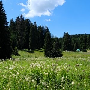 Preview wallpaper grass, flowers, trees, landscape