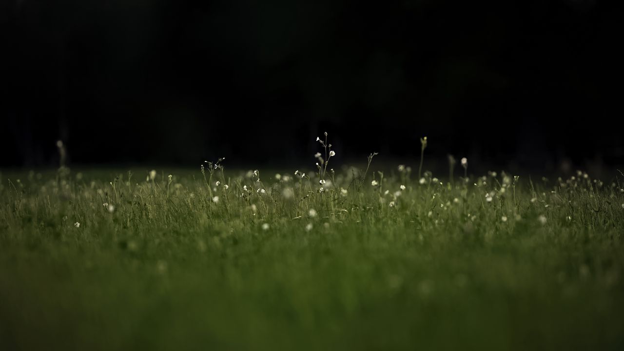 Wallpaper grass, flowers, wild flowers, plants