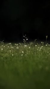 Preview wallpaper grass, flowers, wild flowers, plants