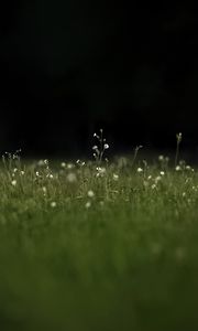 Preview wallpaper grass, flowers, wild flowers, plants