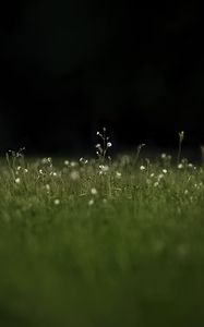 Preview wallpaper grass, flowers, wild flowers, plants