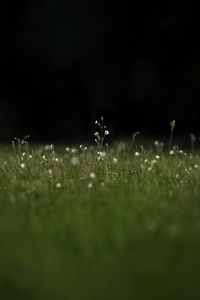 Preview wallpaper grass, flowers, wild flowers, plants