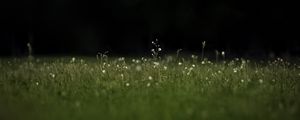 Preview wallpaper grass, flowers, wild flowers, plants