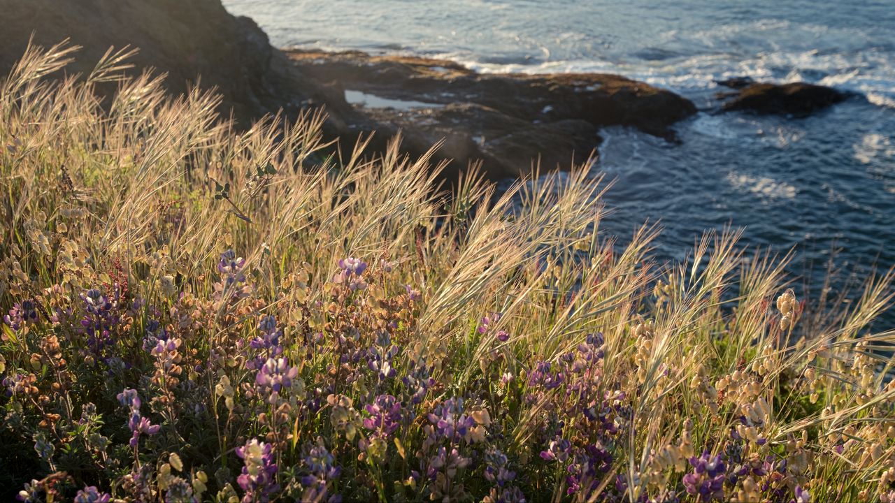 Wallpaper grass, flowers, wild flowers, plants, macro, nature