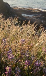 Preview wallpaper grass, flowers, wild flowers, plants, macro, nature