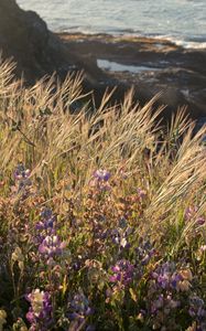 Preview wallpaper grass, flowers, wild flowers, plants, macro, nature