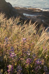 Preview wallpaper grass, flowers, wild flowers, plants, macro, nature