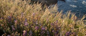 Preview wallpaper grass, flowers, wild flowers, plants, macro, nature