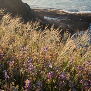 Preview wallpaper grass, flowers, wild flowers, plants, macro, nature