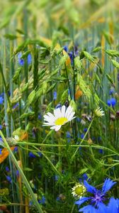 Preview wallpaper grass, flowers, wildflowers