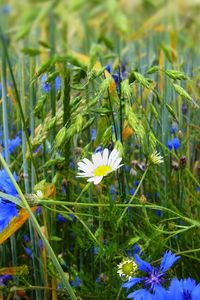 Preview wallpaper grass, flowers, wildflowers