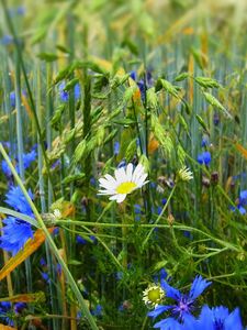 Preview wallpaper grass, flowers, wildflowers