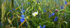 Preview wallpaper grass, flowers, wildflowers