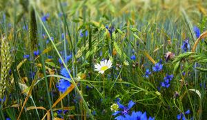 Preview wallpaper grass, flowers, wildflowers