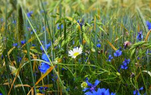 Preview wallpaper grass, flowers, wildflowers