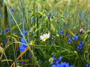 Preview wallpaper grass, flowers, wildflowers