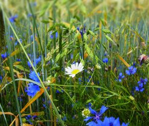 Preview wallpaper grass, flowers, wildflowers