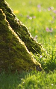 Preview wallpaper grass, flowers, wood, moss