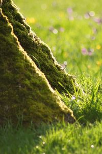 Preview wallpaper grass, flowers, wood, moss