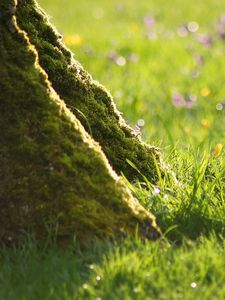 Preview wallpaper grass, flowers, wood, moss