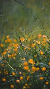 Preview wallpaper grass, flowers, yellow, field, wild