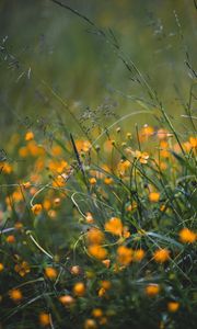 Preview wallpaper grass, flowers, yellow, field, wild