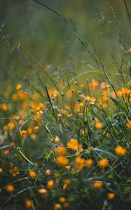 Preview wallpaper grass, flowers, yellow, field, wild