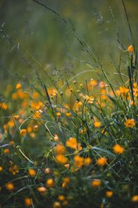 Preview wallpaper grass, flowers, yellow, field, wild